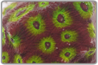 Green Eyed Red Favites Brain Coral